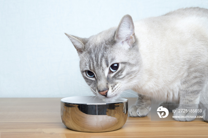 Ernährung für Katzen.