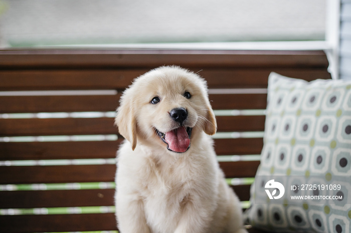 金毛寻回犬小狗