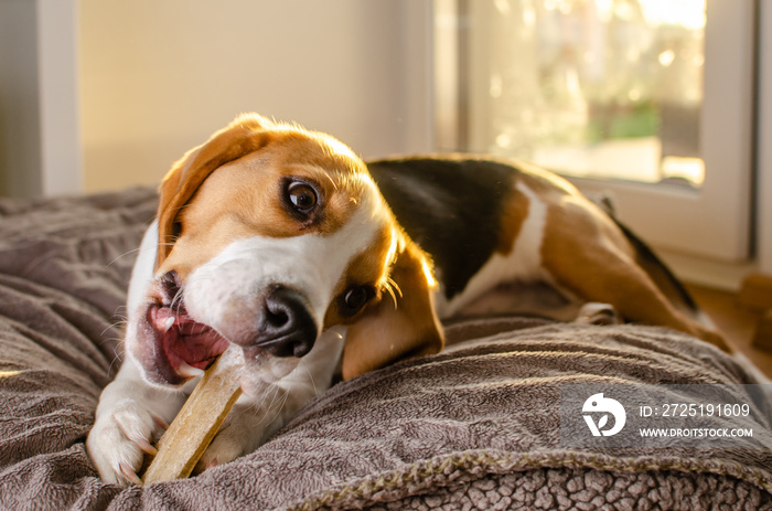 Beagle puppy chewing on a dog snack