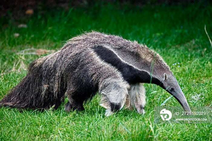 Giant anteater. Latin name - Myrmecophaga tridactyla