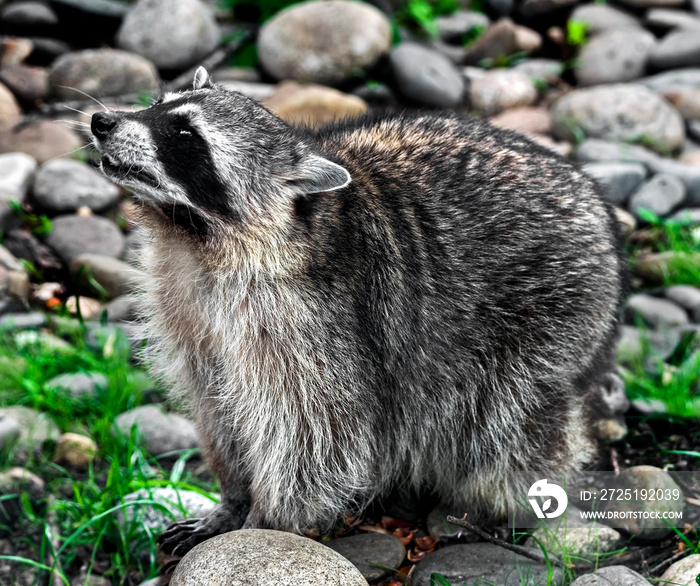 围栏里地面上的Racoon。拉丁名-Procyon lotor