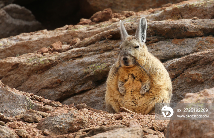 西里沙漠（玻利维亚）的南Viscacha（Lagidium viscacia）