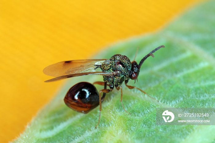 Eucharitidae-Stilbula cyniformis科的寄生膜翅目。这种黄蜂的幼虫para