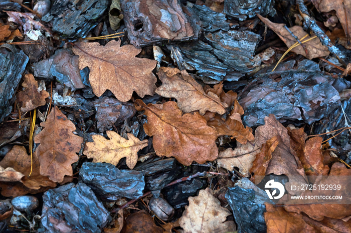 Autumn background with pine bark and oak leaves. Autumn forest floor with dry pine needles and brown