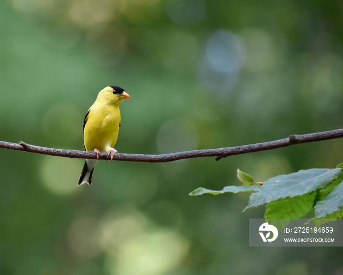 Adult male Goldfinch perched on a Beech tree branch.