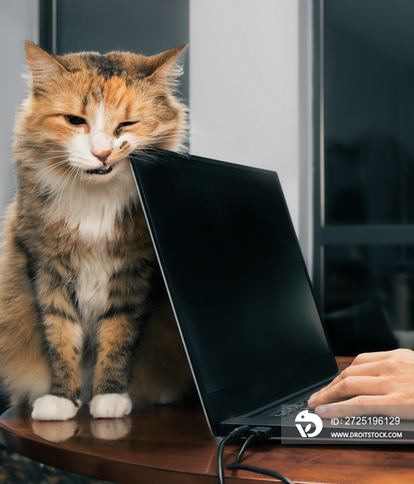 猫在笔记本电脑角落摩擦牙齿。可爱的橙白色毛茸茸的雌性小猫坐着的正视图