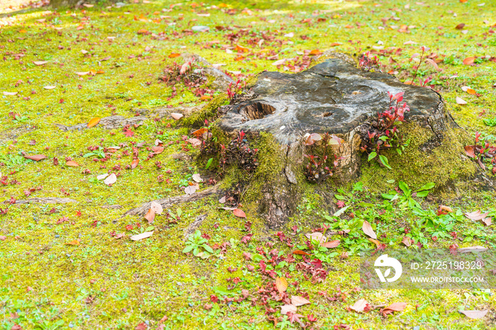 stump in autumn park