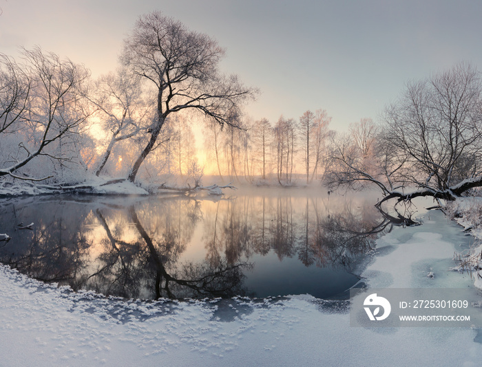 Winter sun illuminate frosty trees in the morning