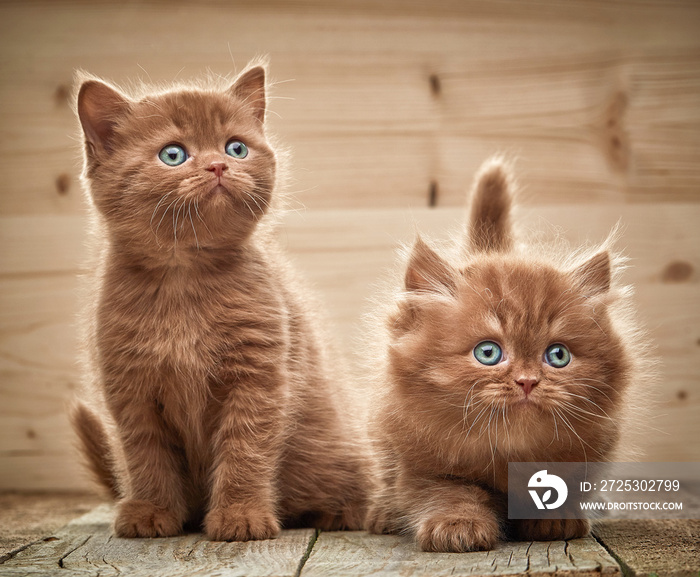 两只棕色的英国小猫
