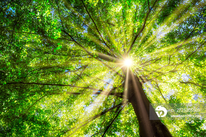 Grüner Baum im Frühling mit Sonne im Gegenlicht