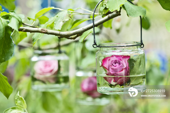 Rose schwimmt im Glass im Garten