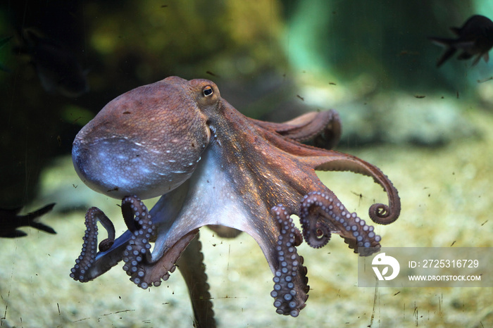普通章鱼(octopus vulgaris)。