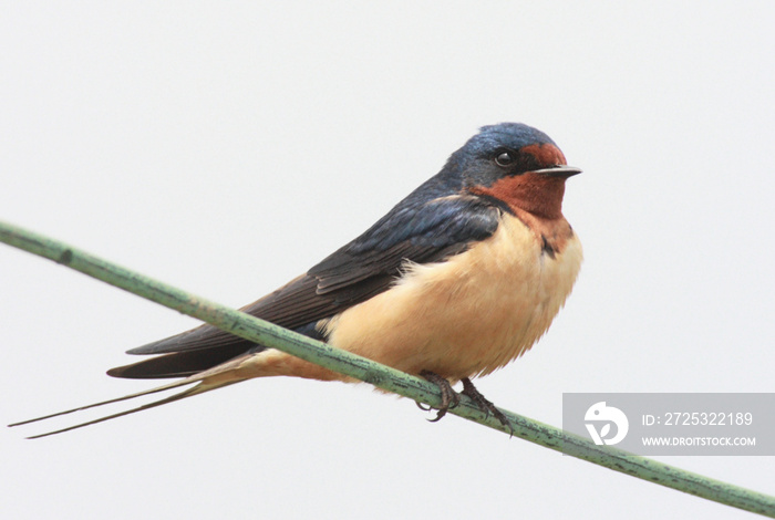 谷仓燕子(Hirundo rustica)栖息在电线上