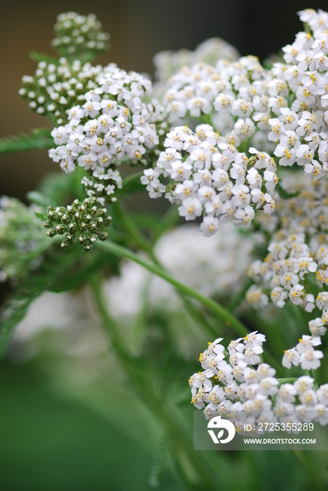 千叶跟腱(Achillea millefolium)