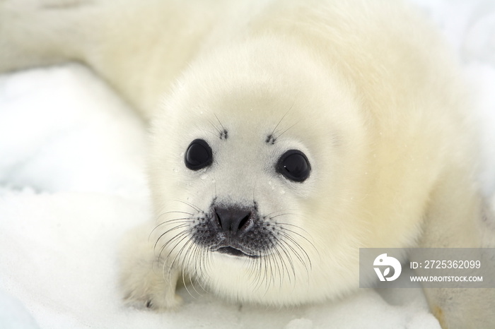 Baby harp seal pup on ice of the White Sea