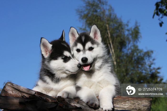 deux chiots de race siberian husky très tendres