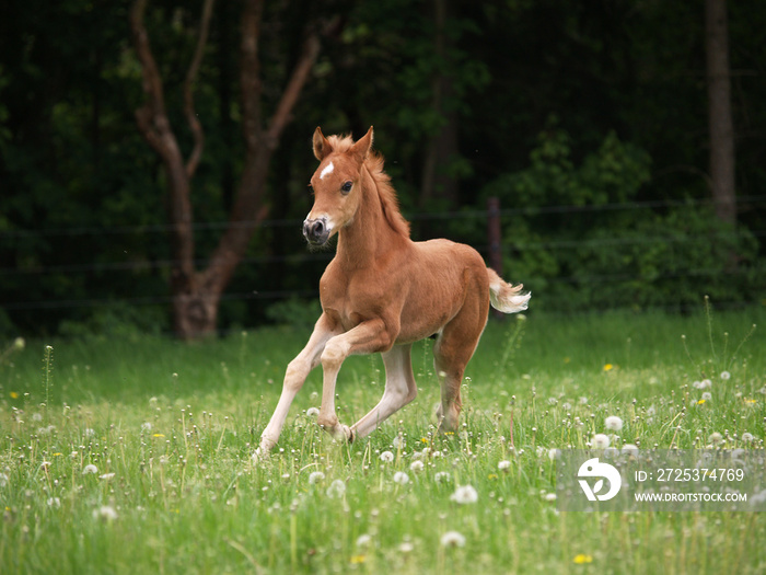 Araberfohlen im Galopp