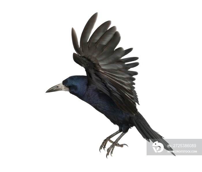 乌鸦，Corvus frugilegus, 3岁，会飞