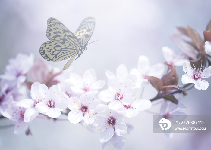 蝴蝶和春天花朵的粉彩照片