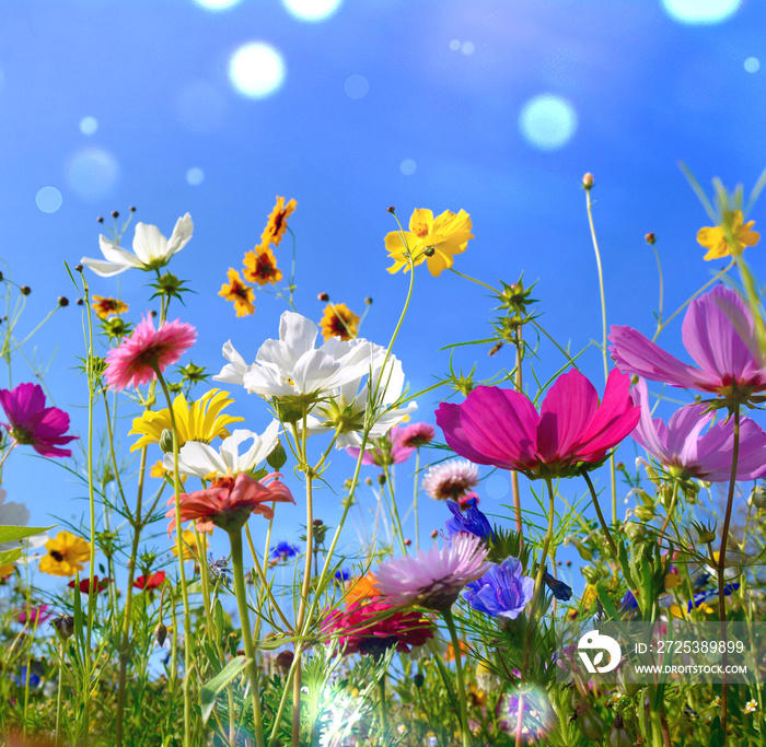 Blumenwiese - Sommer - Sommerwiese Hintergrund