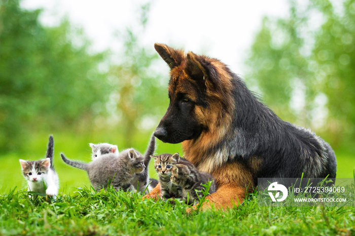 一只德国牧羊犬和五只小猫