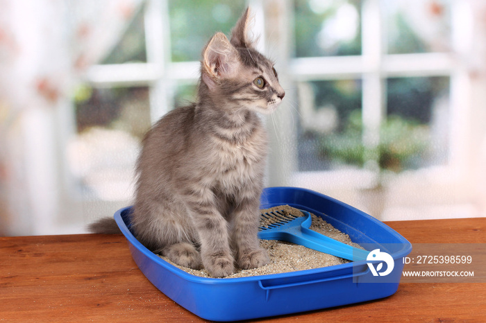 小灰猫在蓝色塑料猫砂