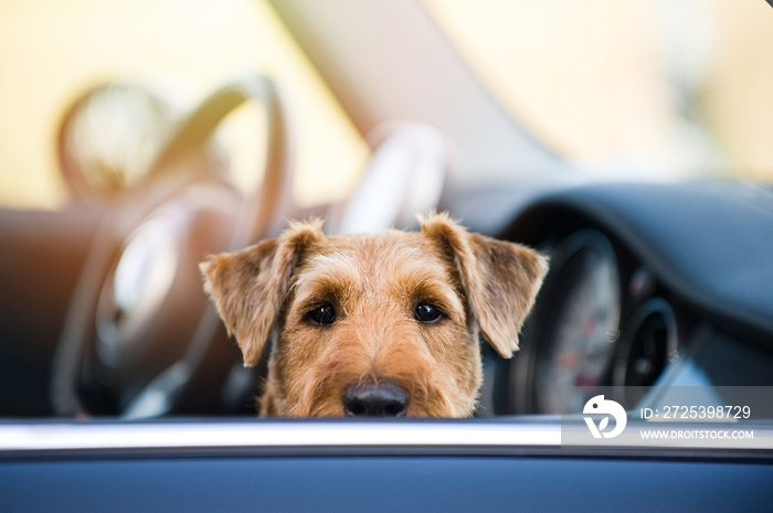 Hund im Auto