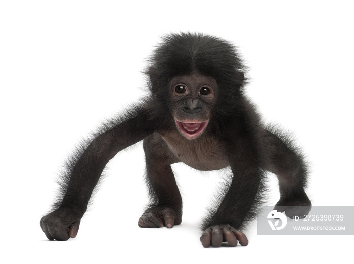 倭黑猩猩宝宝，paniscus, 4个月大