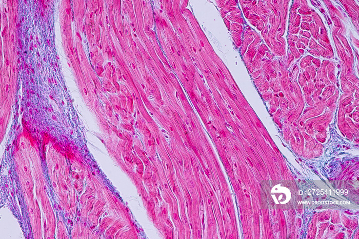 Education anatomy and Histological sample Heart muscle Tissue under the microscope.