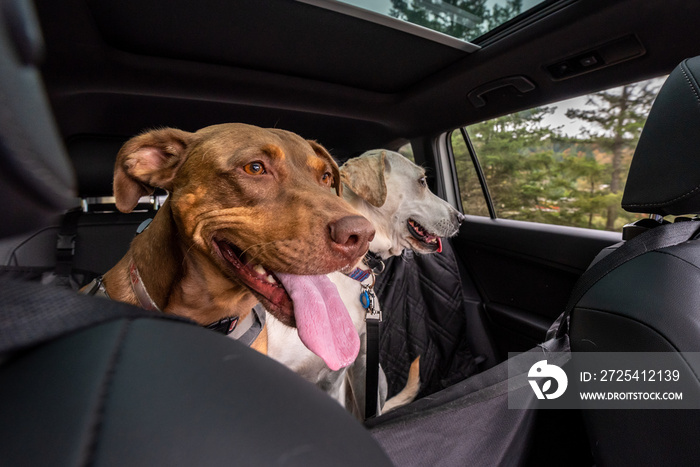 一辆开往公园的车里有两只救援犬，杜宾犬和白色实验室犬混合