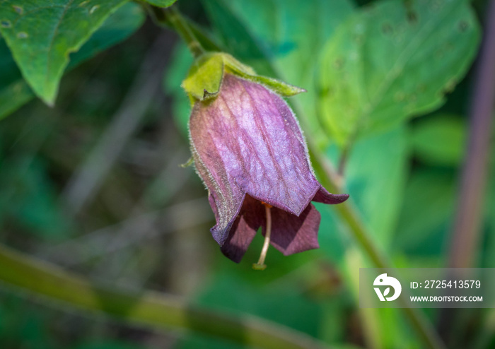 颠茄或致命的茄（Atropa颠茄），巴伐利亚，德国，欧洲