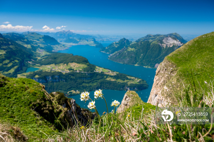 Aussicht vom Fronalpstock mit Wildblumen über Brunnen, den Vierwaldstättersee, Urnersee und Seelisbe