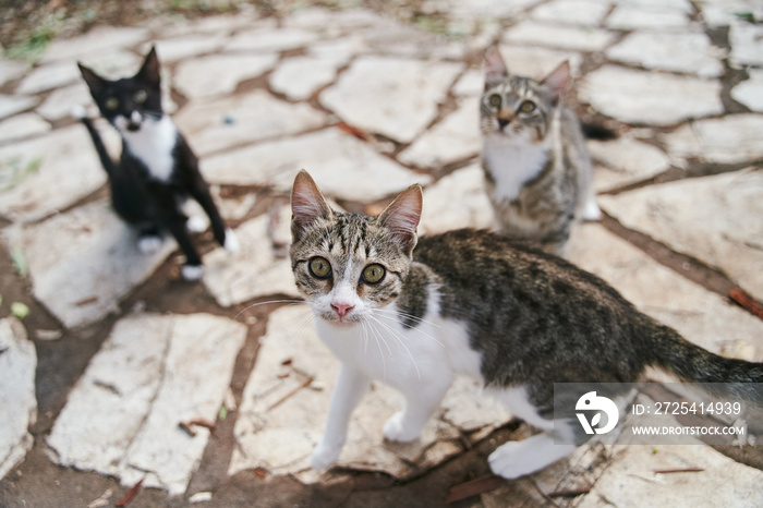 流浪猫在希腊科孚岛街头乞讨。高质量照片