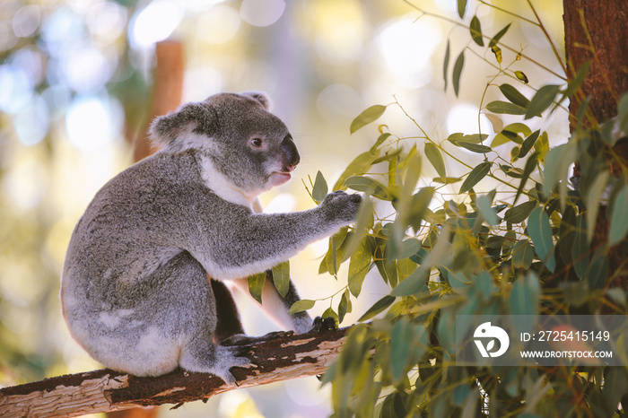 Koala, Australia Zoo, Queensland