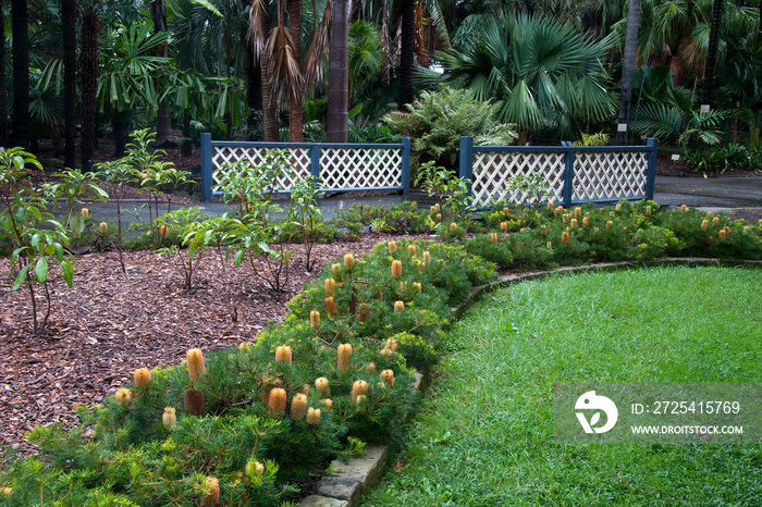 Sydney Australia, view of garden bed using a dwarf banksia as a border hedge