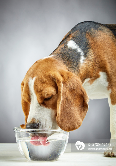 比格犬喝水