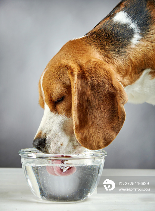 小猎犬喝水