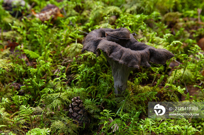 An edible mushroom Horn of plenty, Craterellus cornucopioides growing in a green moss in Estonian bo