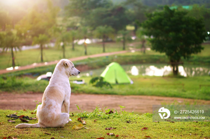自然景观白狗露营帐篷，绿草草地上有树，丛林中有湖的溪流