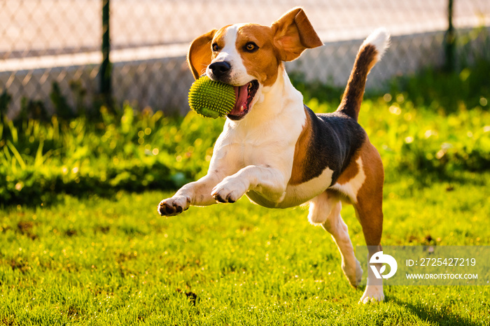 Beagle dog jumping and running with a ball