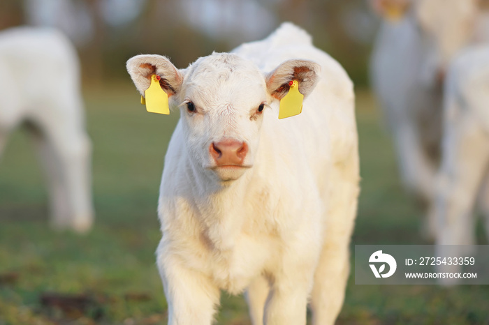 The portrait of a white Charolais calf with pierced ears posing outdoors standing on a green pasture
