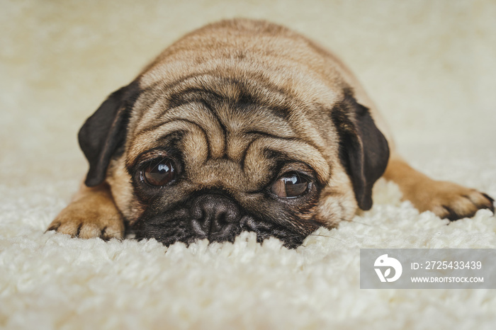 Dog breed pug resting on a white carpet. Cute puppy close up