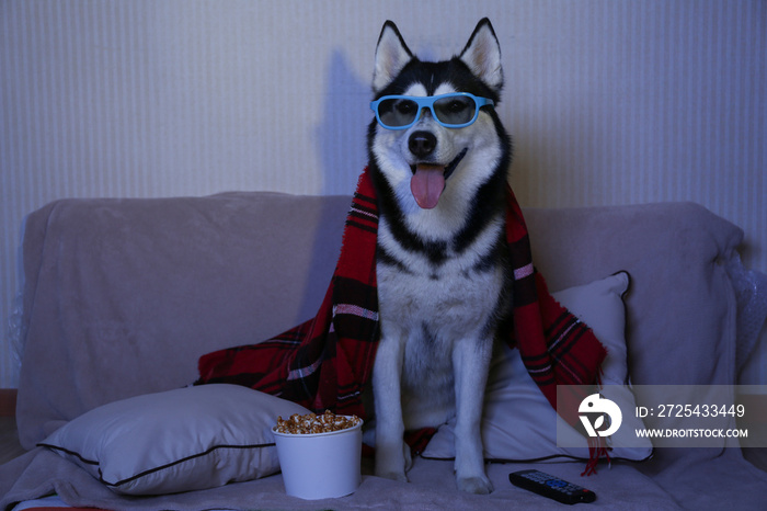 Funny husky dog watching TV on soft sofa at home