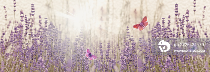 对薰衣草花园中的蝴蝶进行选择性和柔和的关注