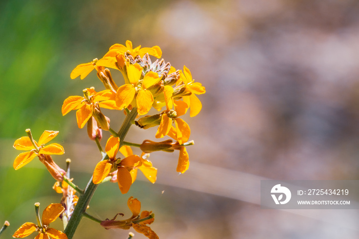 Western wallflower (Erysimum capitatum) blooming in spring, Pinnacles National Park, California