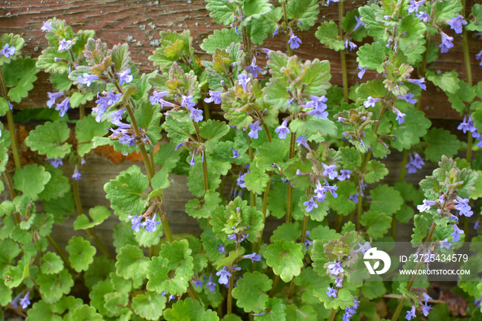 Glechoma hederacea blooms in nature in spring