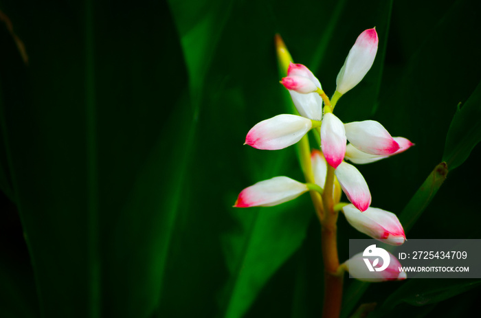 美丽的粉红壳生姜（Alpinia zerumbet）在植物园里开花。