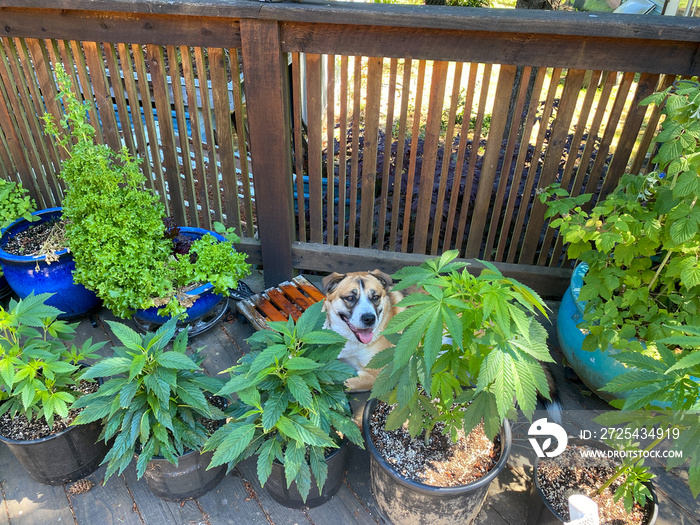 夏天，一只圣伯纳哈士奇混血狗坐在被大麻植物（大麻）包围的露台上
