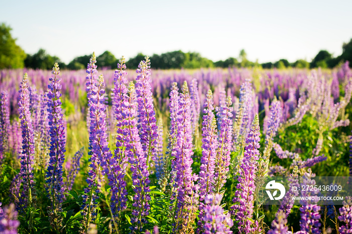 Colorful blue, purple and violet lupine flowers i the field in summer evening