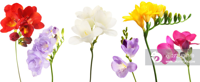 Beautiful freesias isolated on white